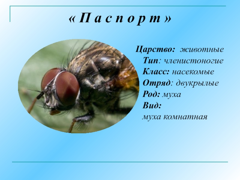 Биология тест класс насекомые. Биология 7 урок класс насекомые. Муха класс насекомых виды. Членистоногие царство Тип класс отряд вид. Вид отряд класс Тип царство мухи.