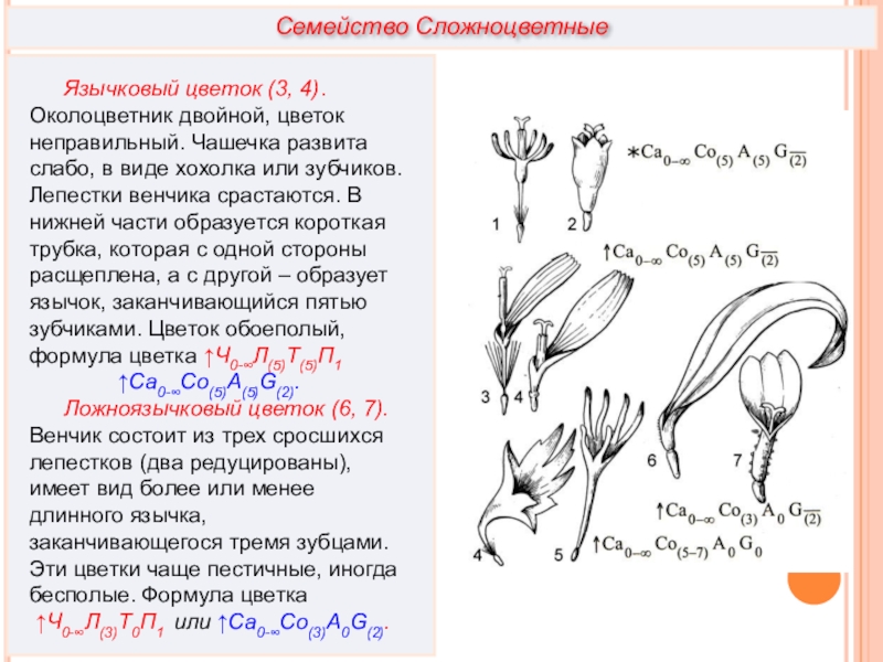 Схема цветка сложноцветных