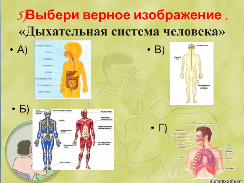 5)Выбери верное изображение . «Дыхательная система человека»А) Б) В) Г)