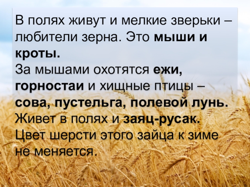 Животный мир полей. Степные грызуны. Животные которые обитают в поле. Животные обитающие в поле. Животные которые обитают в поле.
