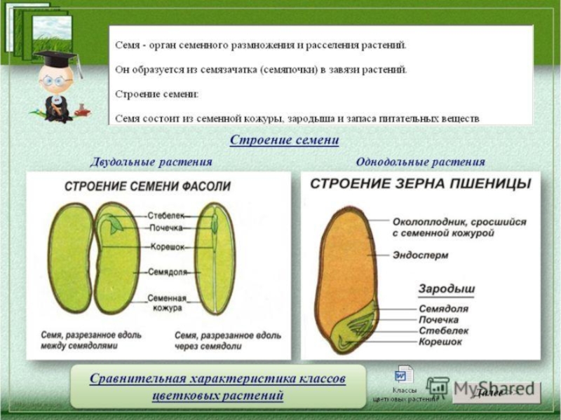 Строение семени презентация биология 6 класс