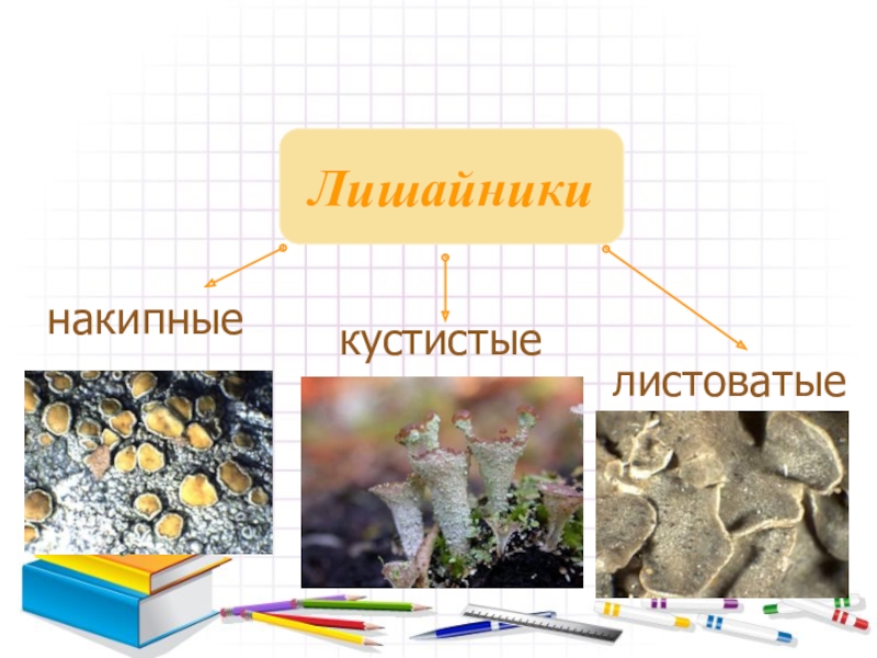 Тест по биологии 5 класс лишайники. Лишайники классификация. Типы слоевищ лишайников. Лишайники накипные листоватые. Систематика лишайников.