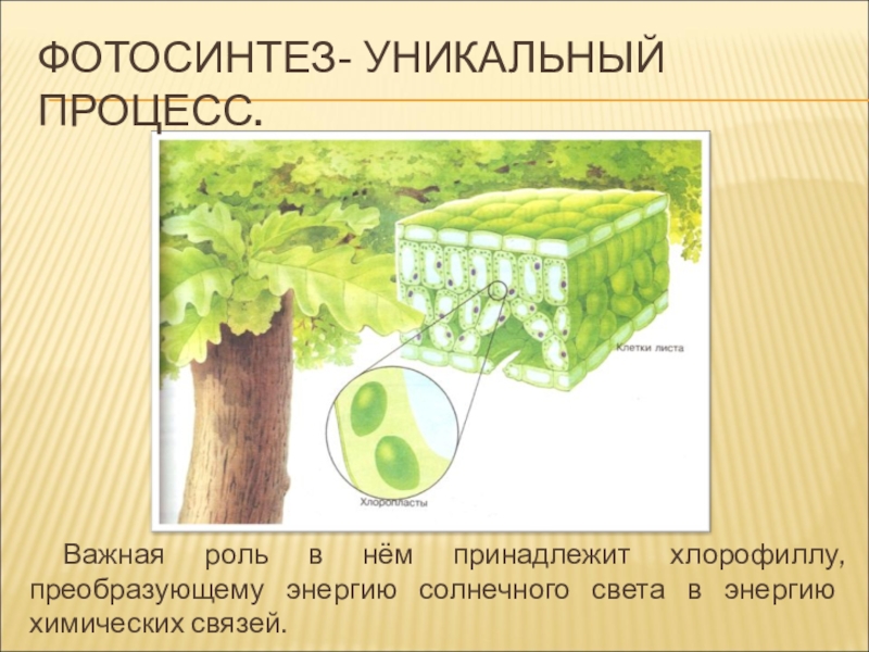 в процессе хемосинтеза организмы преобразуют энергию химических