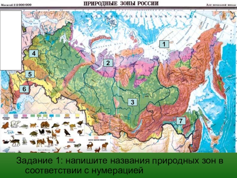 Цдз природные зоны россии. Тайга карта природные зоны карта. Тайга на карте России природных зон. Карта природных зон России 4 класс окружающий мир. Название природных зон России.