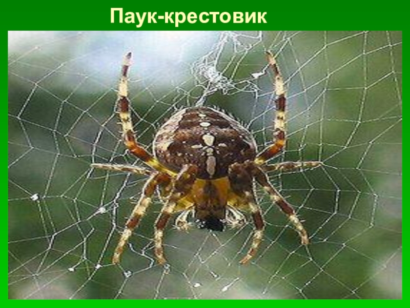 Паук класс. Паук крестовик, Серебрянка. Паук крестовик брюшко. Паук крестовик и его паутина. Паук крестовик биология.