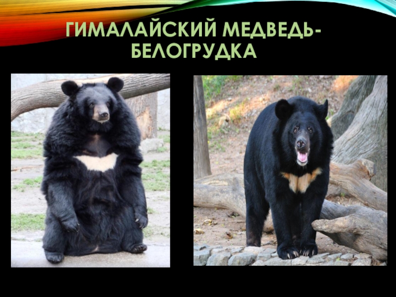 Реферат: Гималайский медведь