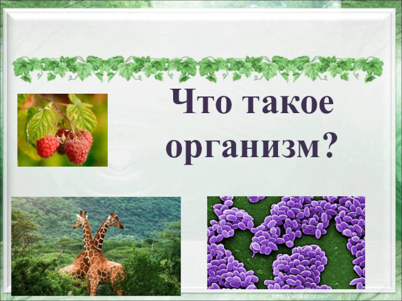 Что такое организм. Организм. Организм это кратко. Что такое организмы 3 класс окружающий мир.