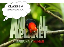 Презентация по английскому языку на тему Дикие животные(4 класс)