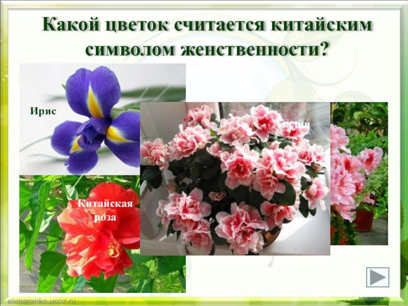 Какой цветок считают. Какой цветок считается символом женственности. Какой цветок считается китайским символом женственности?. Какой цветок символизирует Китай. Какие цветы символизируют счастье.