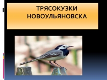 Презентация по биологии на тему Трясогузки окрестностей города Новоульяновска