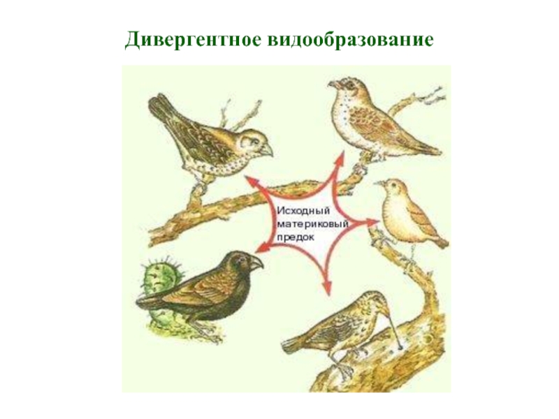 Видообразование 9 класс презентация по биологии