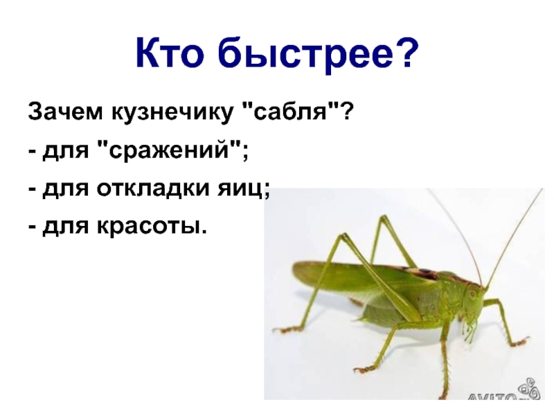 Зачем быстрей. Кузнечик с жалом. Зачем кузнечику сабля. Кузнечик с саблей. Зачем саранче сабля.