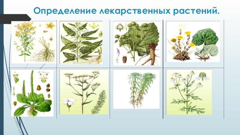 Лекарственные растения окружающий мир 2 класс рисунок