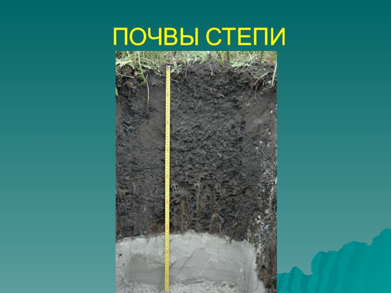 Какие почвы в степях россии. Почвы степи. Почвы степи в России. Степи с черноземными почвами. Почвенный профиль степей России.