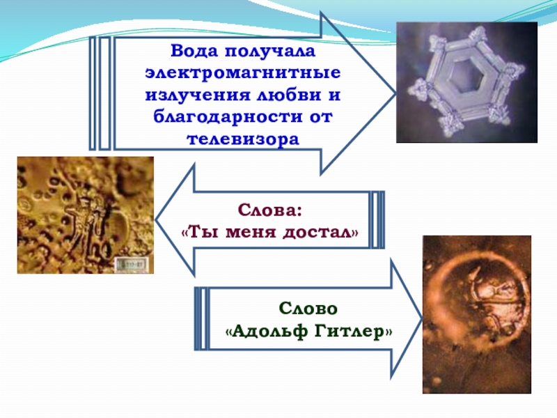 Память биология презентация