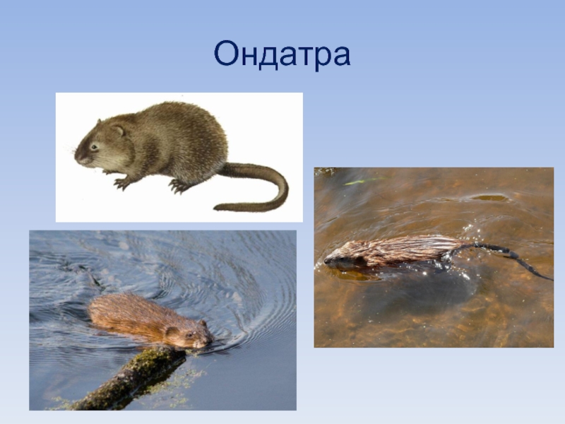 Чем отличается ондатра от. Водяная крыса ондатра. Ондатра Речная крыса. Выдра и ондатра. Крыса полевка ондатра.