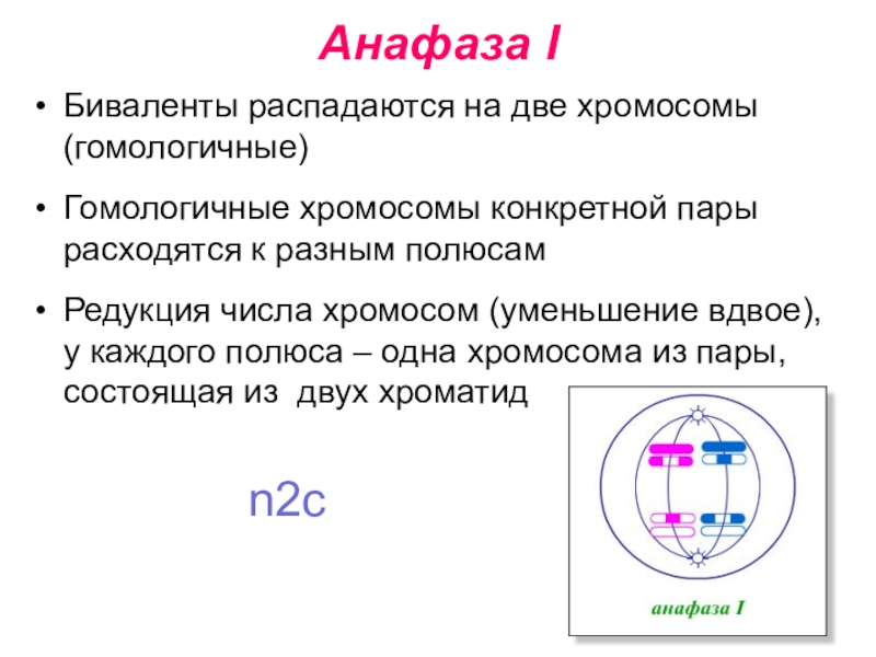 Число хромосом в анафазе. Биваленты. Биваленты и гомологичные хромосомы. Образование бивалентов мейоз. Биваленты хромосом.