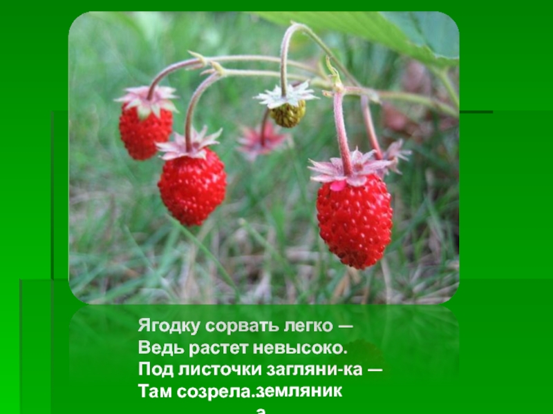 Легко ведь. Ягодку сорвать легко ведь растет невысоко слайд. Землянику ты сорвешь в ягодке меня найдешь. Душистая Ягодка земляника созревает в июне или в начале июля. Если Ягодка созрела надо ягодку сорвать.