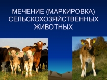 Презентация к уроку по ПМ.01 по профессии Хозяйка(ин) усадьбы