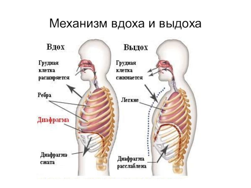 На рисунке изображены вдох и выдох человека определите