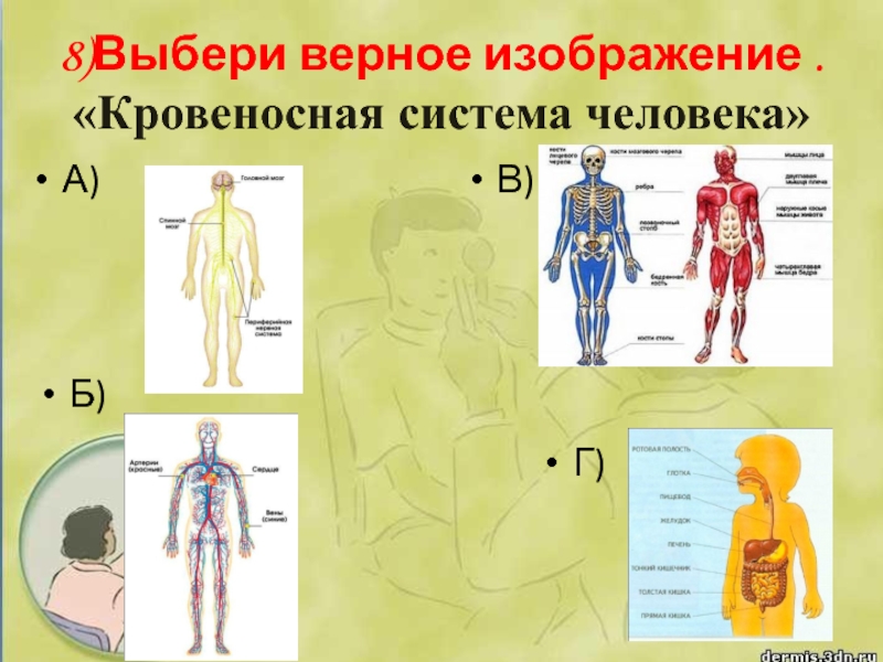 8)Выбери верное изображение . «Кровеносная система человека»А) Б) В) Г)