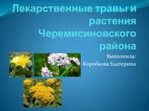 Лекарственные травы и растения Черемисиновского района