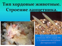 Презентация, Особенности строения ланцетника.