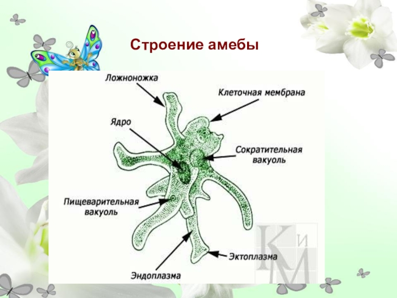 Строение амебы