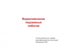 Презентация по биологии на тему Видоизменение подземных побегов