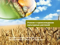 Презентация Учение о происхождении культурных растений (Н.И. Вавилов) (6, 10, 11 класс)