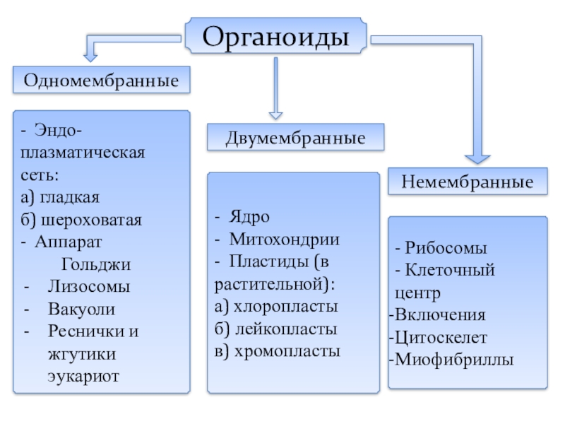 Одномембранные органоиды схема