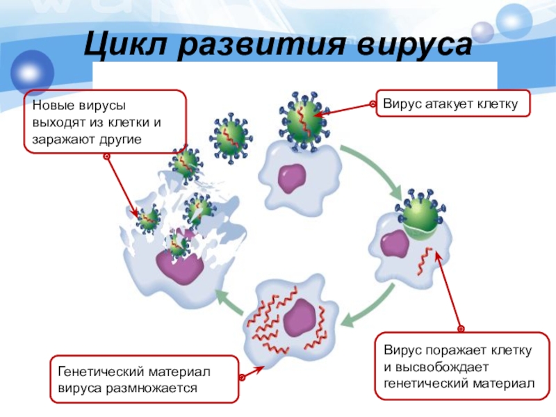 Рисунок цикл развития вируса