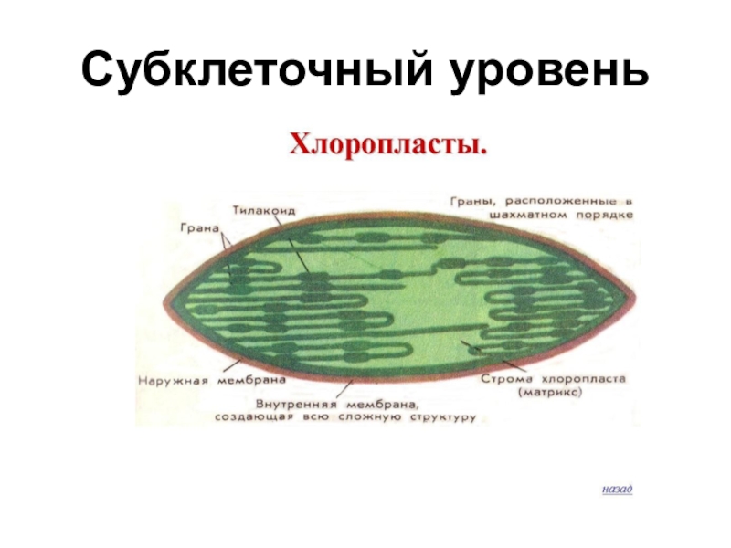 Строение хлоропласта презентация