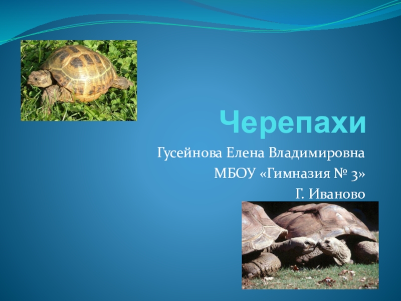 Черепаха 2 класс. Презентация на тему черепахи 2 класс по окружающему миру. Черепаха 2 класс окружающий мир. Органы чувств черепахи. Здравствуйте черепаха 2 класс.