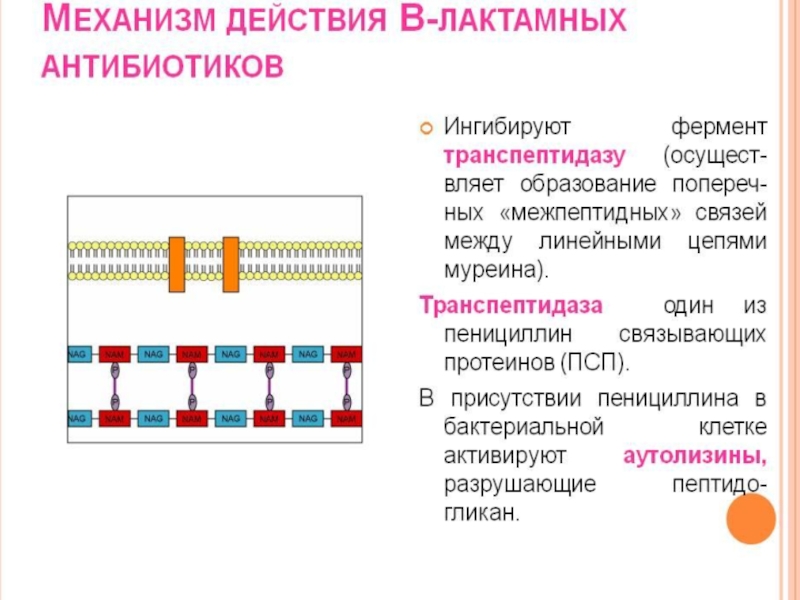 Презентация антибиотические отношения