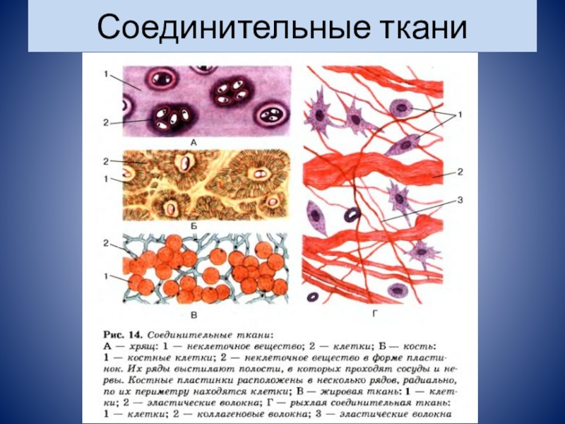 Рисунки тканей человека 8 класс биология