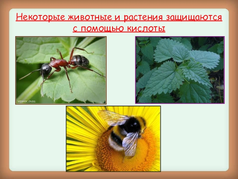 Как животные помогают растениям 3 класс. Растения защищаются. Как защищаются животные. Как растения и животные защищаются от врагов.