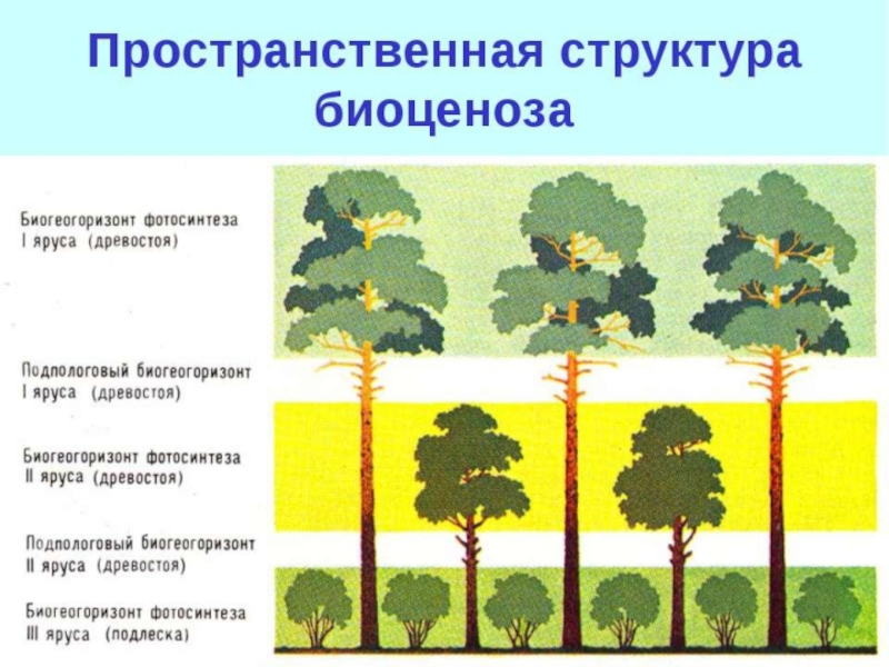 Презентация на тему взаимосвязь компонентов биоценоза и их приспособленность друг к другу 7 класс