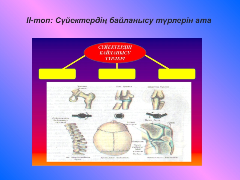 Сүйектің байланыс түрлері қозғалмайтын жартылай қозғалмалы қозғалмалы. Сүйектің байланыс түрлері қозғалмайтын жартылай қозғалмалы қозғалмалы. Бас суйектер. Сүйектің байланыс түрлері қозғалмайтын жартылай қозғалмалы қозғалмалы. Оссеин-гидроксиалатит.