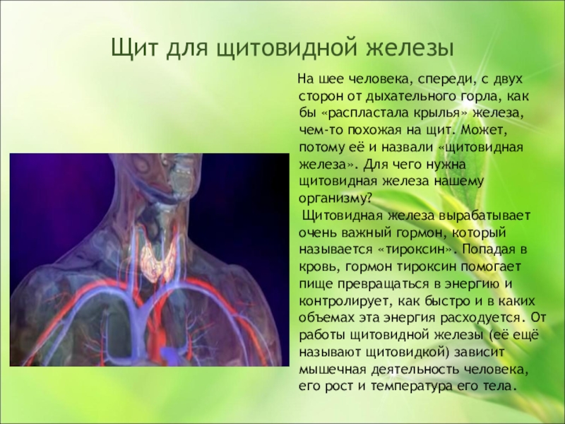 Щитовидная железа человека. Щитовидная железа в организме. Для чего нужна щитовидка. Для чего нужна щитовидная железа. Органы человека щитовидная железа.