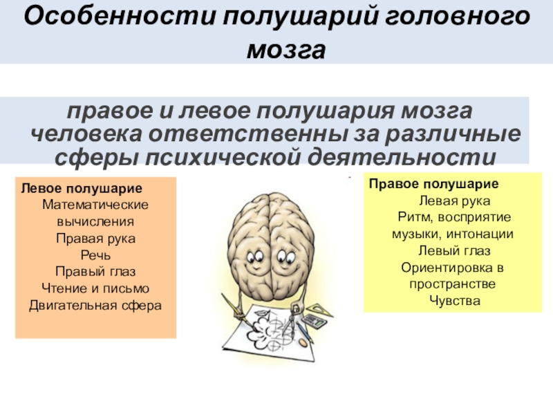 Левое полушарие какая рука. Правое полушарие головного мозга. Левое и правое полушарие мозга. Левое полушарие головного мозга. Правое и левое полушария мозга соединяет.