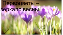 Презентация к внеклассному мероприятию Первоцветы - зеркало весны!