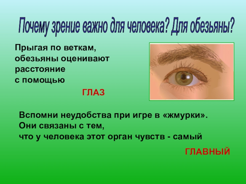 Володя вспомнил что глаз это природное. Зрение важно для человека. Зрение важнейший орган чувств. Наши предки - древесные жители. Самый важный орган чувств у человека.