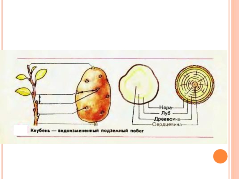 Клубень картофеля строение. Видоизменения побегов у герани. Видоизменения герани. Видоизменения побегов пеларгонии 6 класс. Видоизменения побегов у герани сообщение.