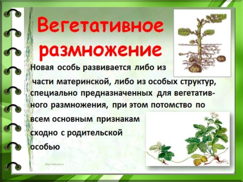 В результате размножения растений происходит. Размножение растений. Биология размножение растений. Способы размножения растений. Способы вегетативного размножения растений 6 класс биология.