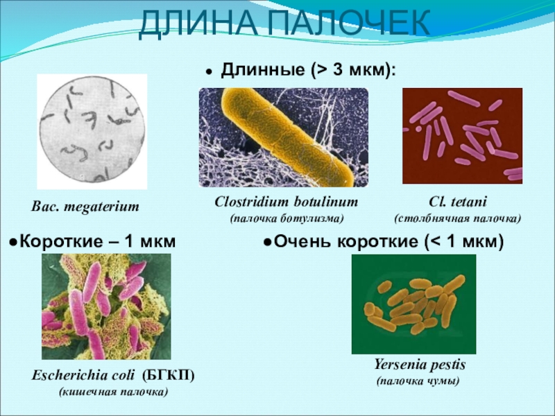 Синегнойная палочка микробиология