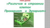 Презентация по биологии на тему Различия в строении эукариот и прокариот