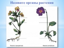 Строение и значение цветков