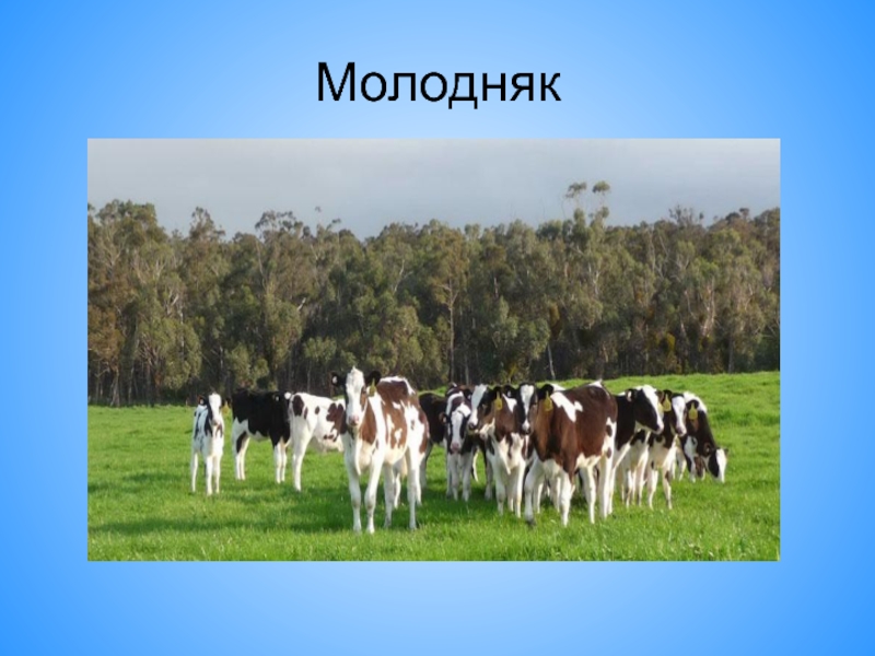 Презентация крупного рогатого скота. КРС для презентации. Питание коровы. Телята для презентации. Выращивание молодняка КРС.