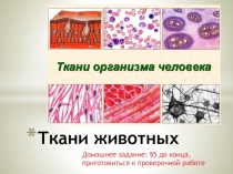 Презентация по биологии на тему Ткани животных (6 класс)